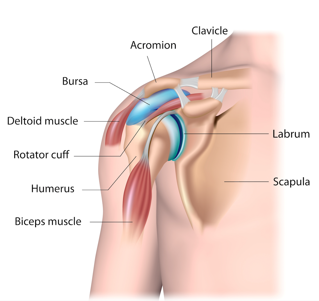 Rotator Cuff Injury Cycle