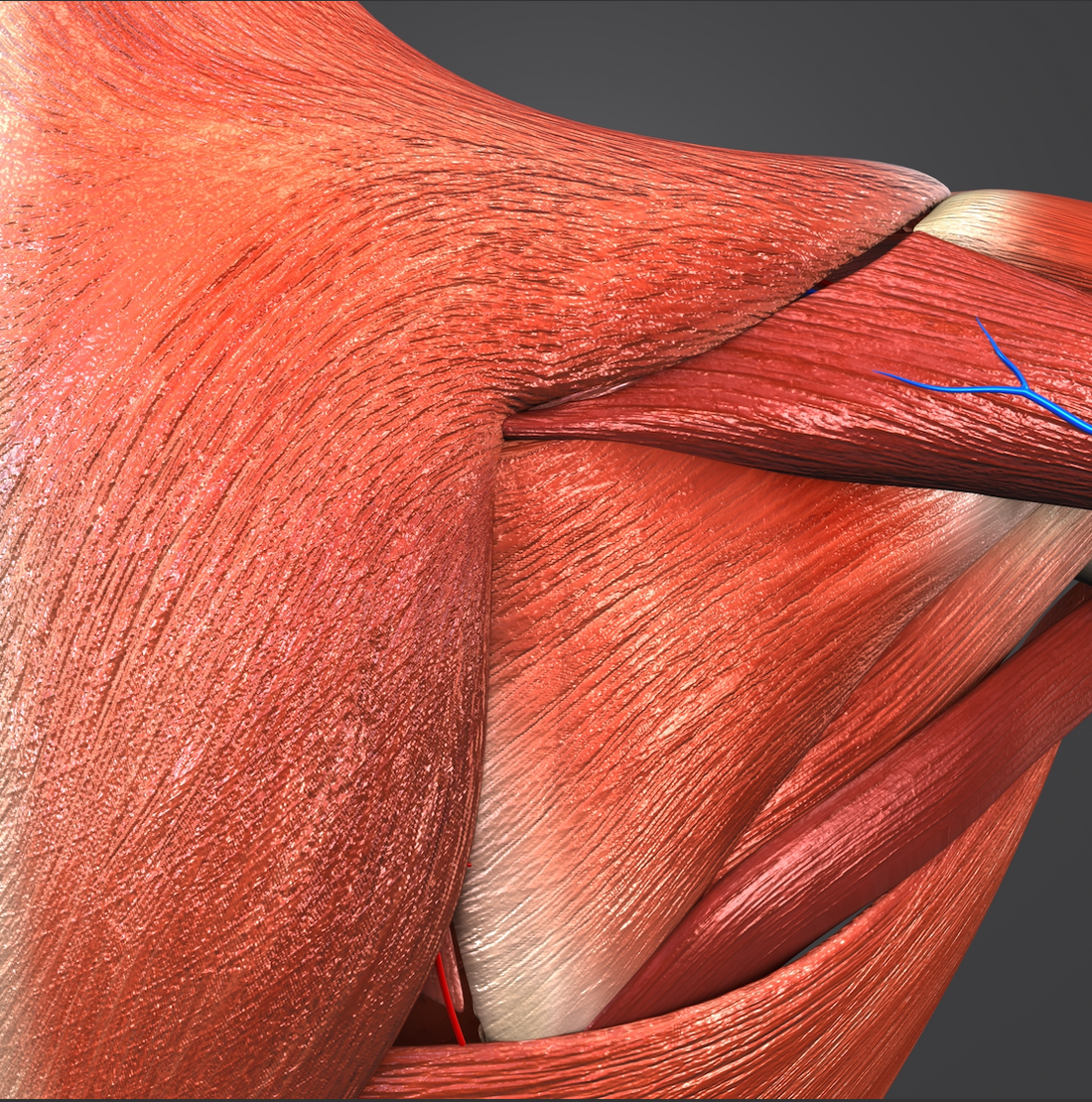 Adding Muscle To The Shoulder And Everywhere Else